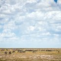 NAM OSHI Etosha 2016NOV26 074 : 2016, 2016 - African Adventures, Africa, Date, Etosha National Park, Month, Namibia, November, Oshikoto, Places, Southern, Trips, Year